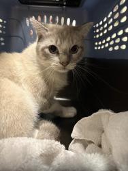Shelter Stray Male Cat last seen Near BLOCK OLIVER AVE N, MINNEAPOLIS MN 55411, 212 17th Ave N, Minneapolis, MN 55411, USA