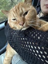 Reunited Male Cat last seen Lewis Run rd, West Mifflin, PA 15122