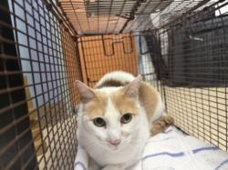Shelter Stray Male Cat last seen , 957 N Gaffey St, San Pedro, CA 90731, USA