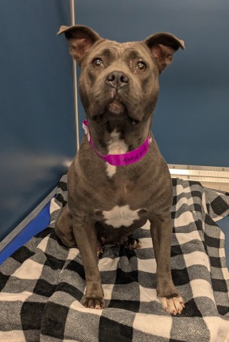 Shelter Stray Female Dog last seen Near BLOCK CHAREST ST, DETROIT, MI 48212, 1431 E Ferry St, Detroit, MI 48211, USA