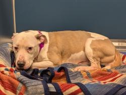 Shelter Stray Female Dog last seen Near BLOCK PATTON ST, DETROIT, MI 48219, 1431 E Ferry St, Detroit, MI 48211, USA