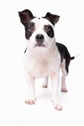 Shelter Stray Male Dog last seen Near BLOCK ST NW 79 PL, 3599 NW 79th Ave, Doral, FL 33122, USA