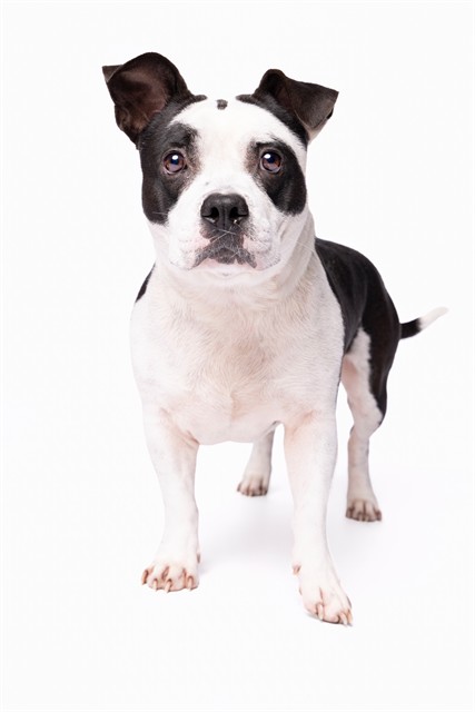 Shelter Stray Male Dog last seen Near BLOCK ST NW 79 PL, 3599 NW 79th Ave, Doral, FL 33122, USA