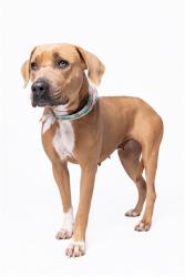 Shelter Stray Female Dog last seen Near BLOCK SW 209 AVE, 3599 NW 79th Ave, Doral, FL 33122, USA