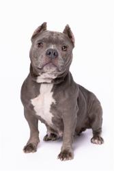 Shelter Stray Female Dog last seen Near BLOCK NW 35TH CT, 3599 NW 79th Ave, Doral, FL 33122, USA