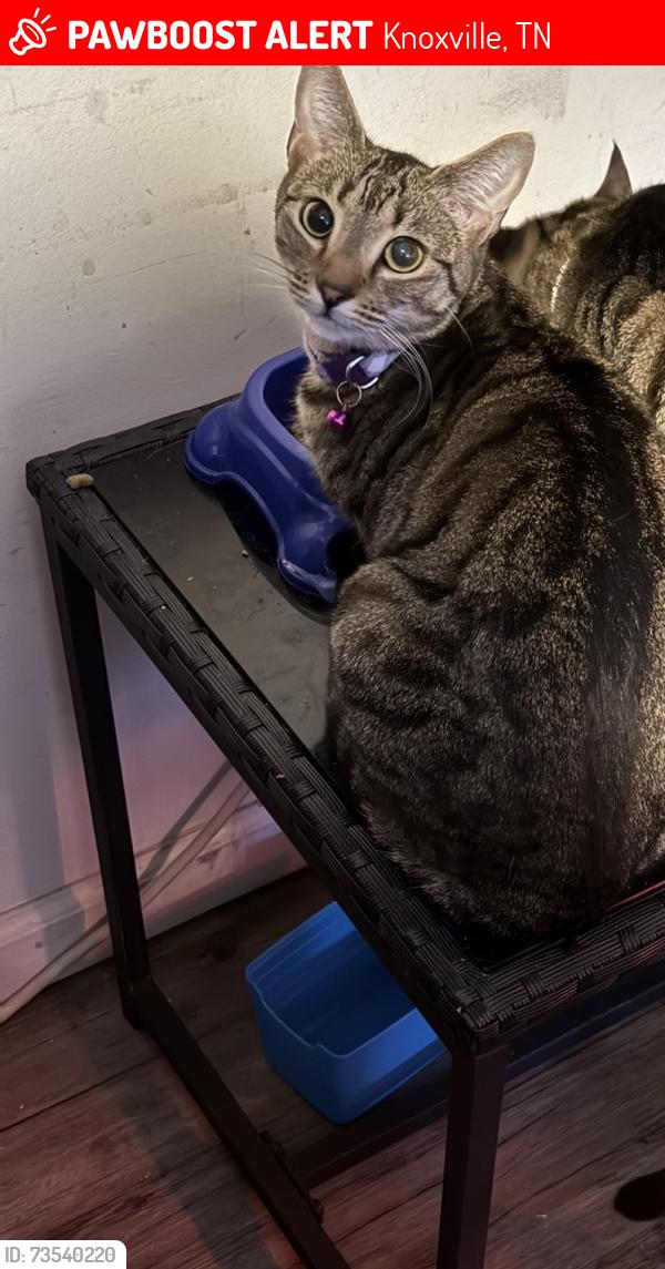 Lost Female Cat last seen McKamey, Knoxville, TN 37921