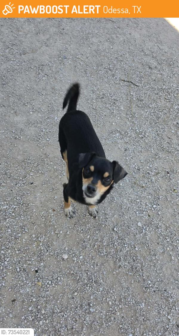 Found/Stray Female Dog last seen E San Benito, Odessa, TX 79766