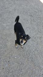 Found/Stray Female Dog last seen E San Benito, Odessa, TX 79766