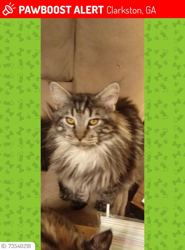 Lost Male Cat last seen Springdale glen apts., Clarkston, GA 30021