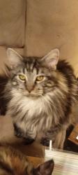 Lost Male Cat last seen Springdale glen apts., Clarkston, GA 30021