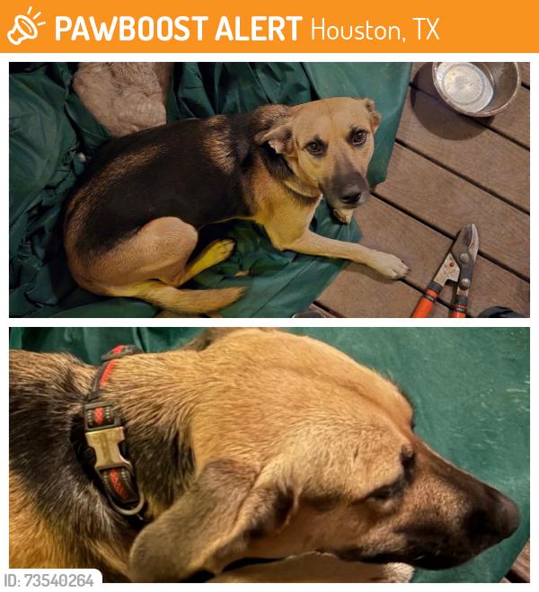 Found/Stray Female Dog last seen Bellfort, Houston, TX 77061