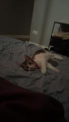 Lost Female Cat last seen Home, Great Cornard, England CO10 0YR