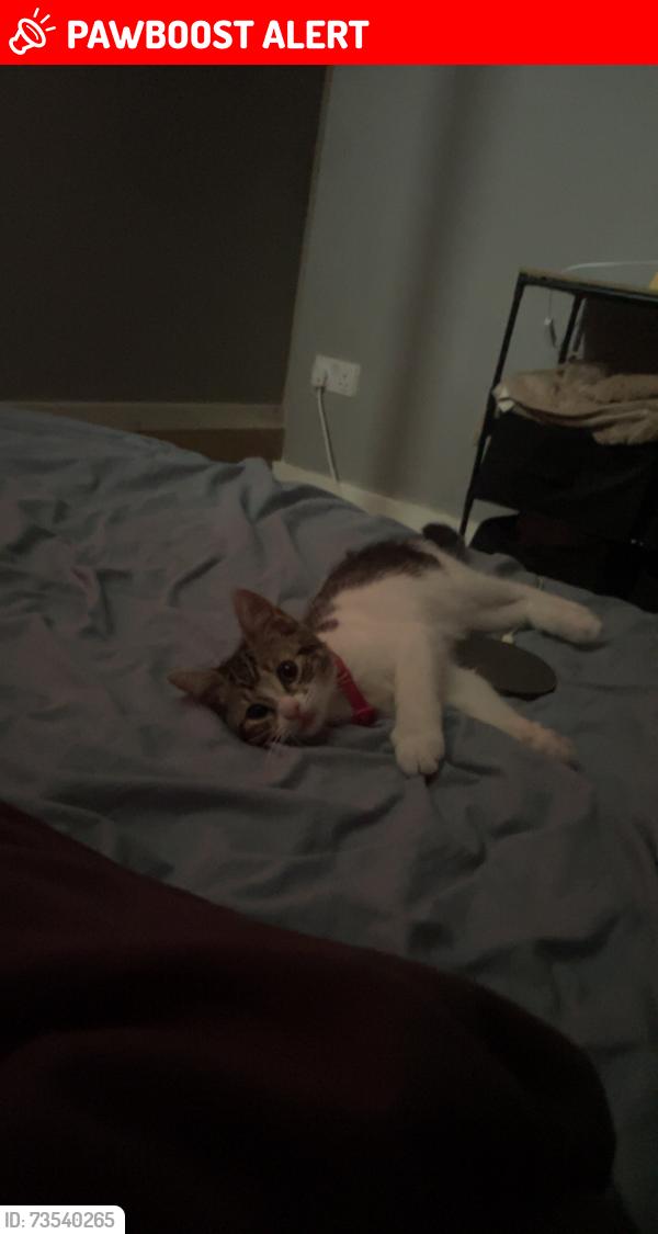 Lost Female Cat last seen Home, Great Cornard, England CO10 0YR