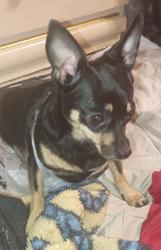 Lost Female Dog last seen W Beach St and 121 Walmart/ public Storage, Fort Worth, TX 76111