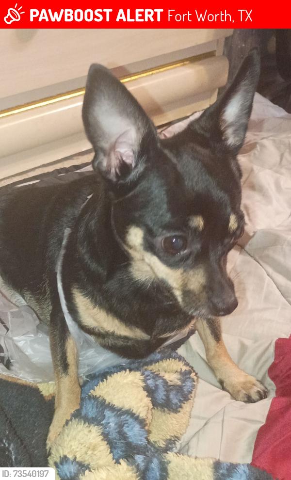 Lost Female Dog last seen W Beach St and 121 Walmart/ public Storage, Fort Worth, TX 76111