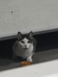 Found/Stray Unknown Cat last seen 39th Avenue, Saint Anthony, MN 55421