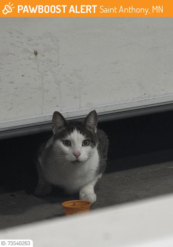 Found/Stray Unknown Cat last seen 39th Avenue, Saint Anthony, MN 55421