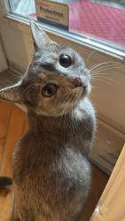 Reunited Female Cat last seen Near Hotel De Ville, Montréal, QC H2W 1M4