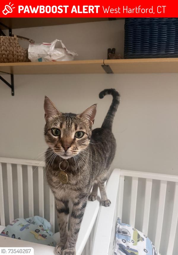 Lost Male Cat last seen Mohegan and Brewster, West Hartford, CT 06117