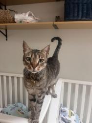 Lost Male Cat last seen Mohegan and Brewster, West Hartford, CT 06117