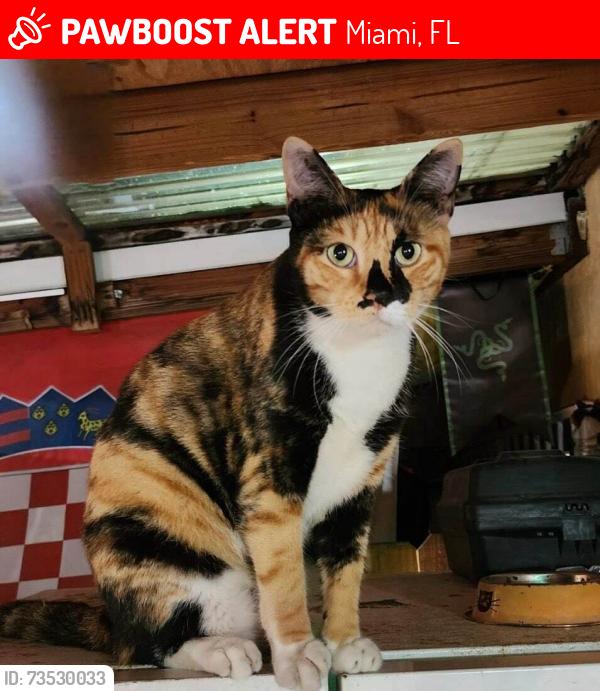 Lost Female Cat last seen McDonald's of 599 NW and 62nd ST, Miami, FL 33150
