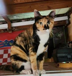 Lost Female Cat last seen McDonald's of 599 NW and 62nd ST, Miami, FL 33150