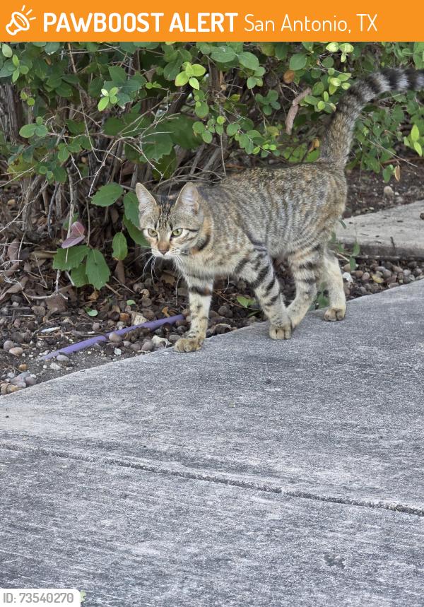 Found/Stray Unknown Cat last seen Doseum parking lot, San Antonio, TX 78209