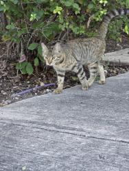 Found/Stray Unknown Cat last seen Doseum parking lot, San Antonio, TX 78209