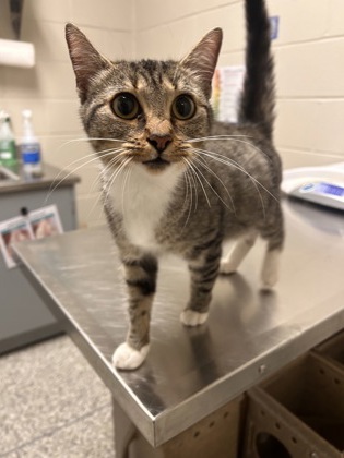 Shelter Stray Female Cat last seen Alexandria,VA.22315. Les Dorson Ln/Hayfield Rd, Fairfax County, VA, 4500 West Ox Rd, Fairfax, VA 22030, USA