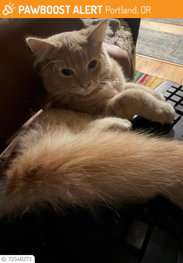 Rehomed Male Cat last seen 11th and sherman st, Portland, OR 97214
