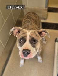 Shelter Stray Female Dog last seen Near Lena Circle, Hampton, VA, 5843 Jefferson Ave, Newport News, VA 23605, USA