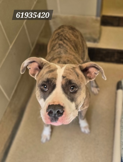 Shelter Stray Female Dog last seen Near Lena Circle, Hampton, VA, 5843 Jefferson Ave, Newport News, VA 23605, USA