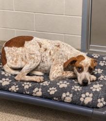 Shelter Stray Unknown Dog last seen N CEDAR ROCK RD PICKENS, SC 29671, PICKENS COUNTY, SC, 193 County Farm Rd, Pickens, SC 29671, USA