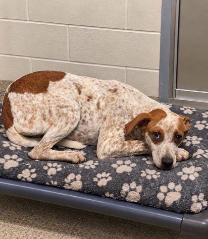 Shelter Stray Unknown Dog last seen N CEDAR ROCK RD PICKENS, SC 29671, PICKENS COUNTY, SC, 193 County Farm Rd, Pickens, SC 29671, USA