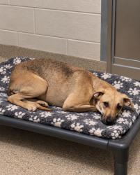 Shelter Stray Unknown Dog last seen N CEDAR ROCK RD PICKENS, SC 29671, PICKENS COUNTY, SC, 193 County Farm Rd, Pickens, SC 29671, USA