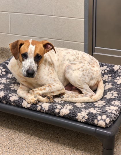 Shelter Stray Male Dog last seen N CEDAR ROCK RD PICKENS, SC 29671, PICKENS COUNTY, SC, 193 County Farm Rd, Pickens, SC 29671, USA
