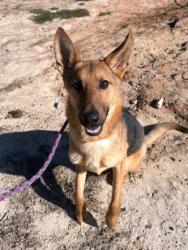 Shelter Stray Female Dog last seen Adina Drive NE, Atlanta, GA, 1251 Fulton Industrial Blvd NW, Atlanta, GA 30336, USA