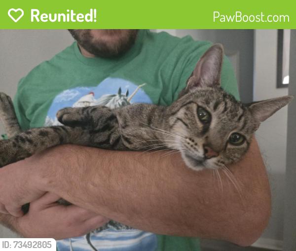 Reunited Male Cat last seen Falcon Ranch splash pad, Katy, TX 77494