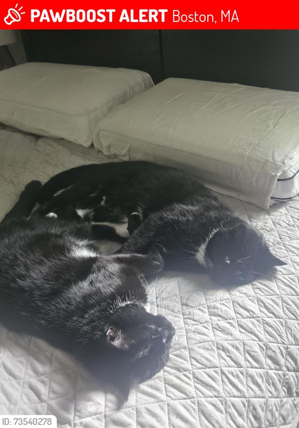 Lost Male Cat last seen Perthshire st, Boston, MA 02135