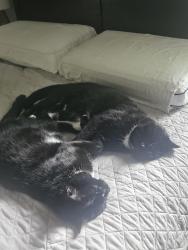 Lost Male Cat last seen Perthshire st, Boston, MA 02135