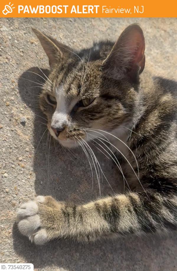 Found/Stray Unknown Cat last seen Seventh Street between Cliff Street and Walker Street in Fairview, New Jersey, Fairview, NJ 07022