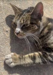 Found/Stray Unknown Cat last seen Seventh Street between Cliff Street and Walker Street in Fairview, New Jersey, Fairview, NJ 07022