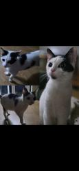 Found/Stray Female Cat last seen Coachmans Drive, West Derby, England L12 5HH