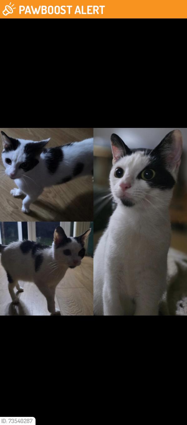 Found/Stray Female Cat last seen Coachmans Drive, West Derby, England L12 5HH