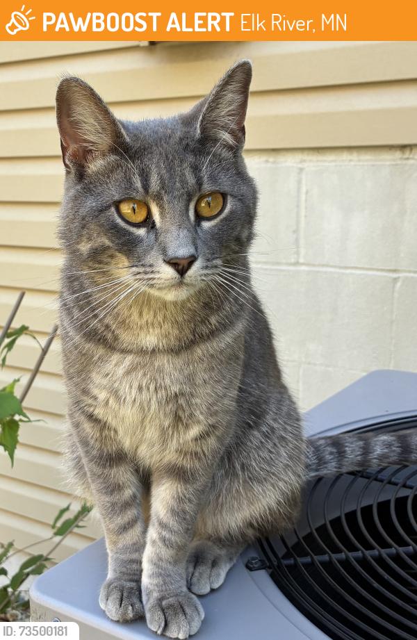 Found/Stray Male Cat last seen Highway 169 and 243rd Near Nemi and the old Bionix, Elk River, MN 55330