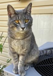 Found/Stray Male Cat last seen Highway 169 and 243rd Near Nemi and the old Bionix, Elk River, MN 55330