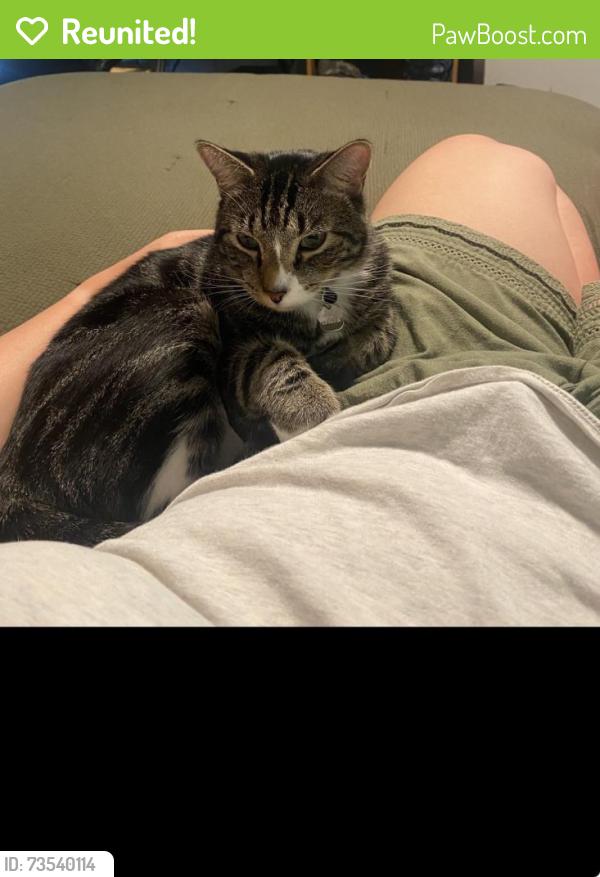 Reunited Male Cat last seen Silver Bay apmts, Boise, ID 83703