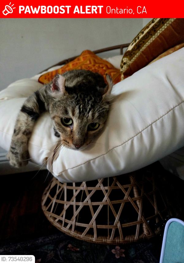 Lost Male Cat last seen Oaks and mountain, Ontario, CA 91762