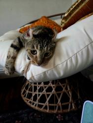 Lost Male Cat last seen Oaks and mountain, Ontario, CA 91762