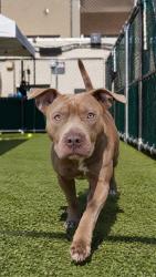 Shelter Stray Male Dog last seen Near Empire Blvd, Brooklyn, NY 11225, BROOKLYN, NY, 11225, 326 E 110th St, New York, NY 10029, USA